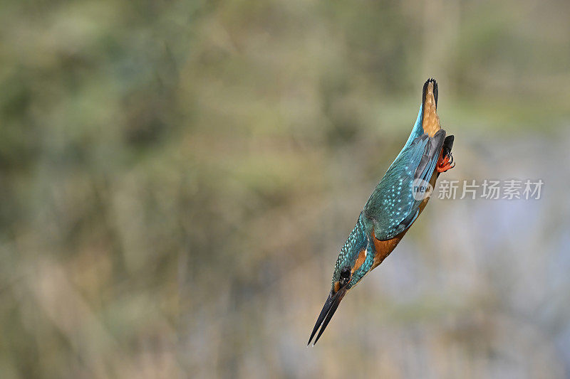 翠鸟潜水(Alcedo atthis)